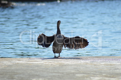 Cormoran sagt "komm in meine Flügel"