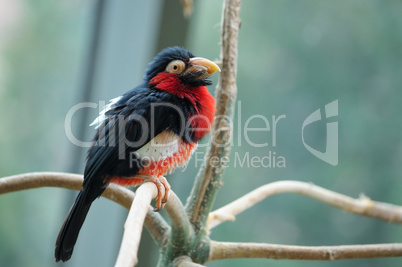 The bearded barbet sitting on a tree branch