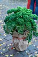 Oldenburg Kale