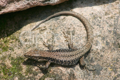 Sand Lizard  (Lacerta agilis)