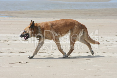 German shepherd dog