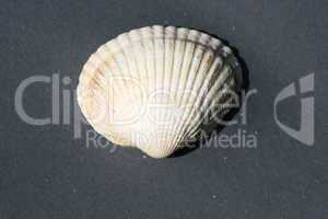 mussel shell