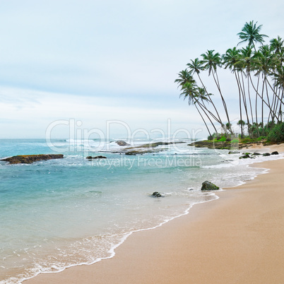 ocean and coconut palms on the shore