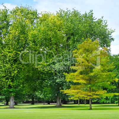 summer park with beautiful green lawns