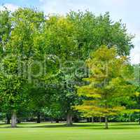summer park with beautiful green lawns