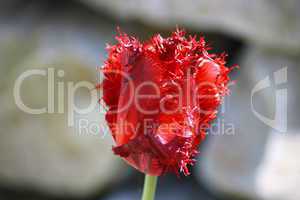 red-flowering tulip