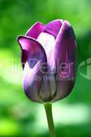 purple flowering tulip