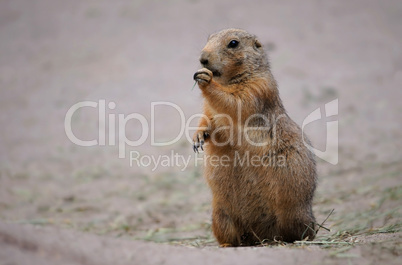 Marmot eating grass