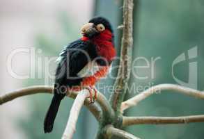 The bearded barbet sitting on a tree branch