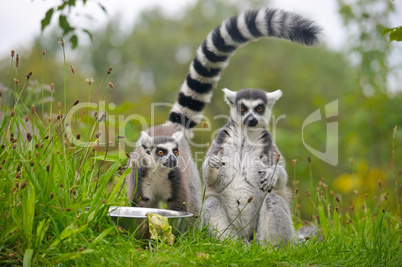 Ring-tailed lemur