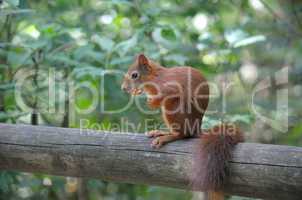 Red squirrel sitting on a log