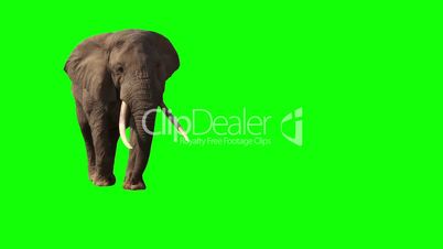 African Elephant, Close Up. Green screen.