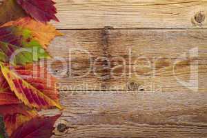 autumn maple leaves over old wooden background with copy space