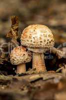 Edible Blusher fungi