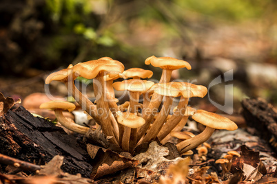 Ringless Honey Fungus