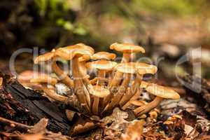 Ringless Honey Fungus