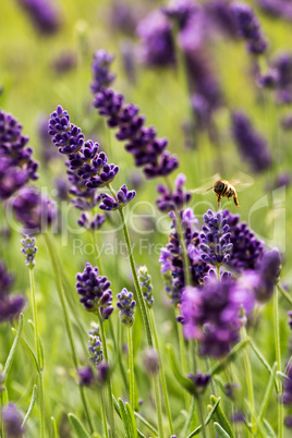 European honey bee (Apis mellifera)