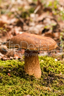 Porcini fungi