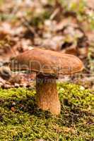 Porcini fungi