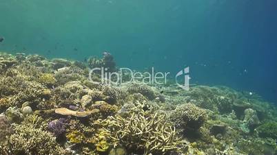 Coral reef with Butterflyfish and Surgeonfish