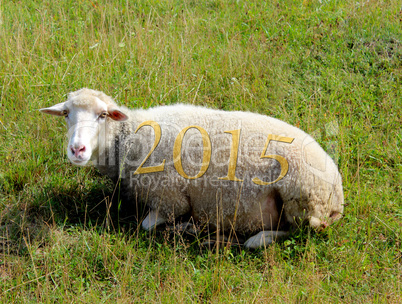 2015 on sheep grazing on the grass