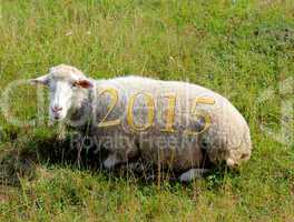 2015 on sheep grazing on the grass
