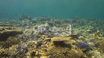 Coral reef with Butterflyfish and Surgeonfish