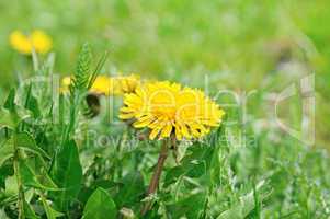 dandelions on a green meadow