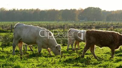cows and calves grazing in wetland