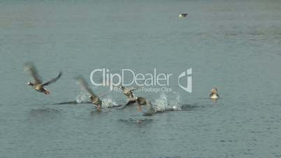 slow motion white-fronted geese  (anser albifrons) taking off from lake close up