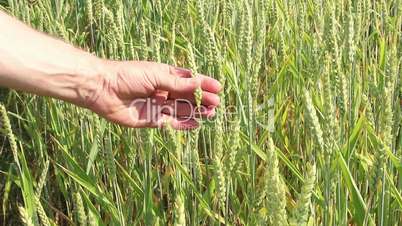 Bauer prüft sein Getreide