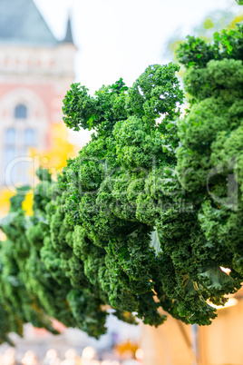 Oldenburg Kale