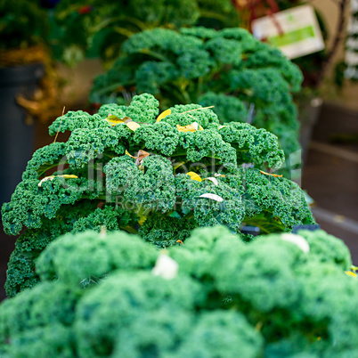 Oldenburg Kale