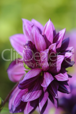 dahlie dahlie