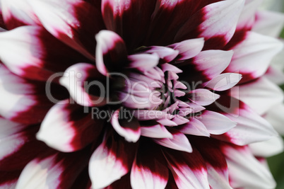 dahlie