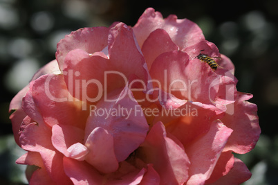 rose
