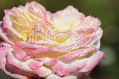 rose