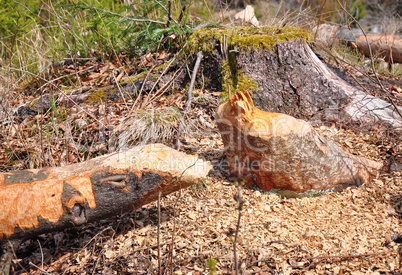 Vom Biber gefällter Baum