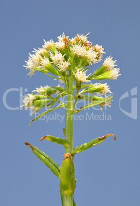 Weiße Pestwurz (Petasites albus)