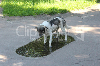 Big dog slaking its thirst in pool