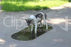 Big dog slaking its thirst in pool
