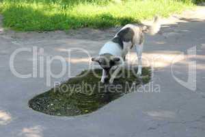 Big dog slaking its thirst in pool