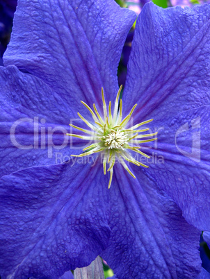 beautiful blue flower of clematis by close up