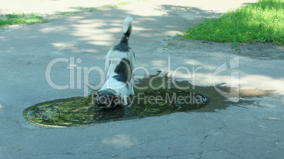 Big dog slaking its thirst in pool