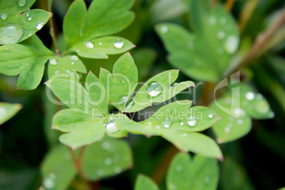 transparent drops of water on the green leaves