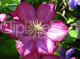 beautiful pink flowers of clematis