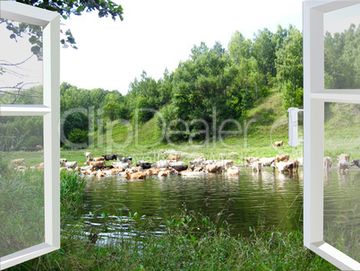 Landscape with the river and cows