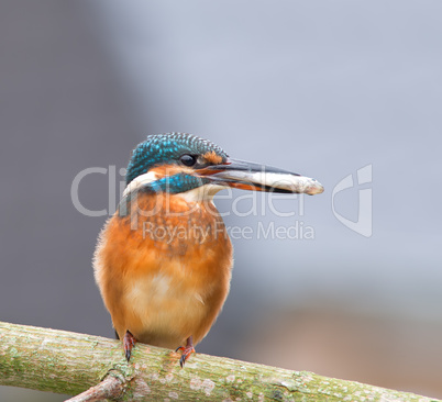 Eisvogel mit Fisch als Beute