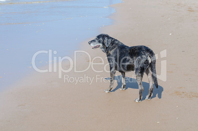 Hund am Strand