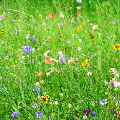 wild flowers